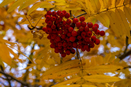 Bunch of red rowan berries on a tree branch in autumnの写真素材