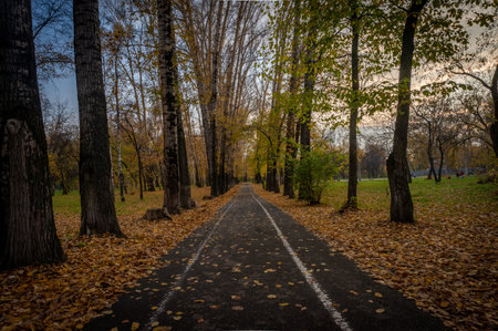 Autumn landscape with trees and asphalt road in the city park.