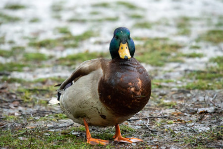 beautiful brown duck on asphalt, paving slabs, bird in urban environment.