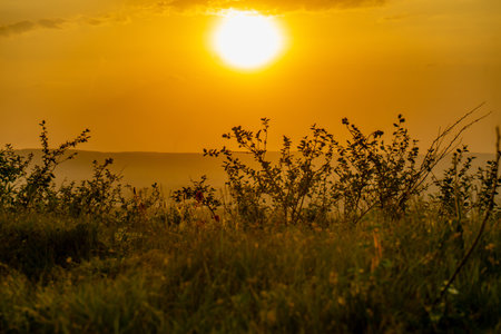Sunset over the foggy meadow with grass and flowers.の写真素材
