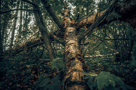 Old tree in the forest. Shallow depth of field. Toned.