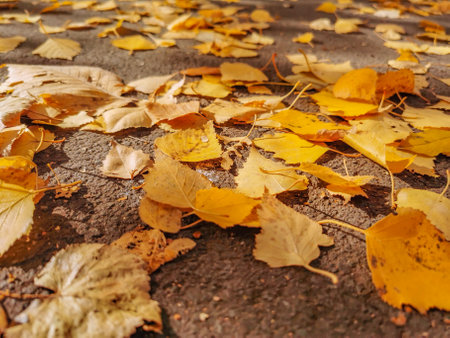 Fallen yellow leaves on the pavement in the park. Autumn.の写真素材