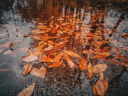 Fallen leaves in a puddle. Autumn background. Autumn background.の写真素材