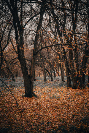 Autumn landscape with trees and fallen leaves in the park. Selective focus.の写真素材