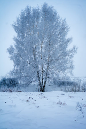 Winter landscape with birch trees covered with hoarfrost on a cold dayの写真素材