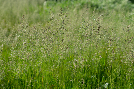 Thin stalks of grass on a green background in Sunny weatherの写真素材