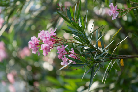 Pink flowers of oleander on the lush Bush on blurred green background with bokehの写真素材