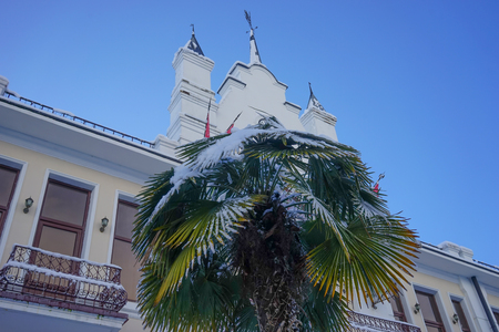 Palm tree covered with snow against the background of an old building attractions of Sukhumの写真素材