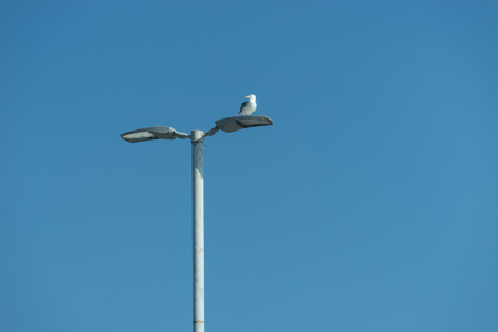 sea gull sitting on a lamppost on the background of blue seaの写真素材