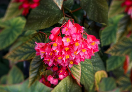 floral background with pink flowers begonias on a background of green leavesの写真素材
