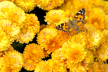 The natural backdrop of bright yellow chrysanthemums sitting on a butterflyの写真素材