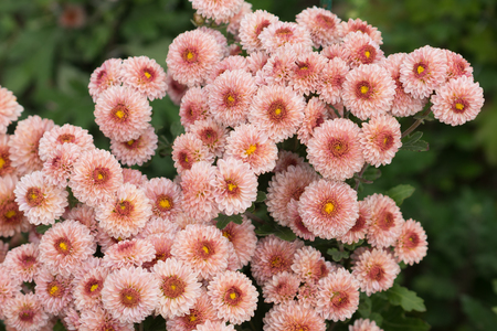 Pink chrysanthemum flowers on a green Bushの写真素材