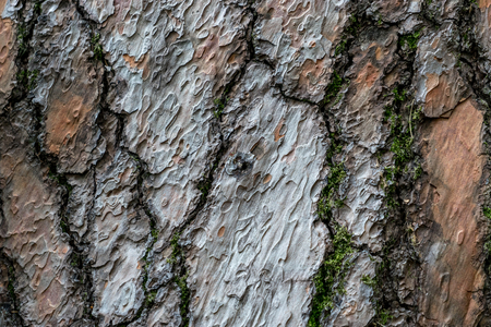 natural texture embossed bark pine with small patches of green mossの写真素材