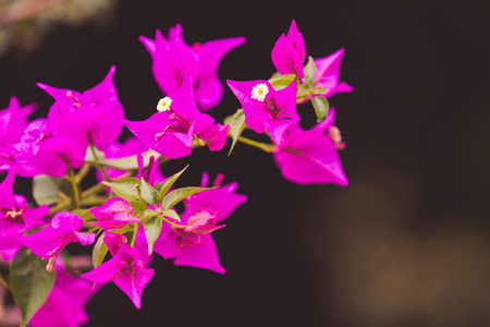 Bright pink bougainvillea flowers on blurred green background with bokeh. Russia, Sochi.の写真素材
