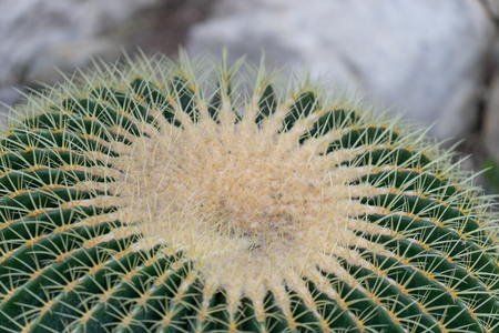 natural background with large bright cactus thorns in the macroの写真素材