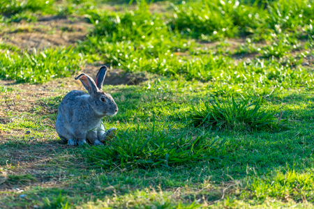 fluffy rabbits grazing on the lawn and eat the grassの写真素材