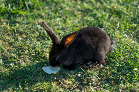 fluffy rabbits grazing on the lawn and eat the grassの写真素材