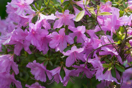 Floral background with lots of pink flowers on a rhododendron Bushの写真素材