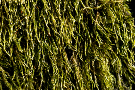 natural background with green moss on a wooden surfaceの写真素材