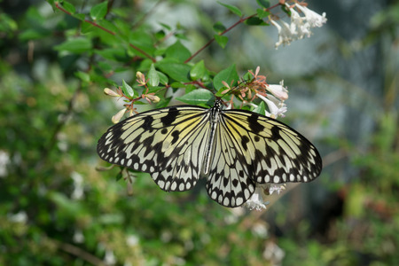 butterfly sitting on green branches in the greenhouseの写真素材