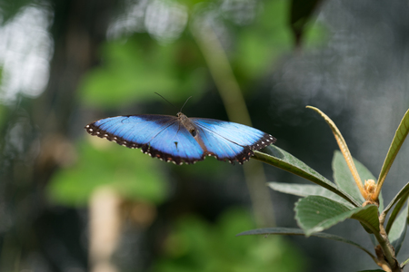 Butterfly sitting on green branches in the greenhouseの写真素材
