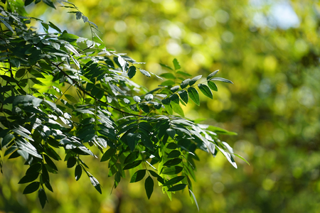 Natural background with green leaves on blurred background with bokehの写真素材
