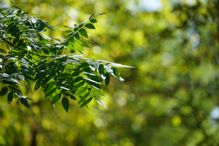 Natural background with green leaves on blurred background with bokehの写真素材