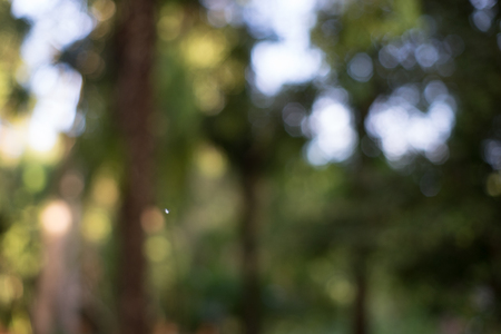 Natural background with strong blur and bokehの写真素材