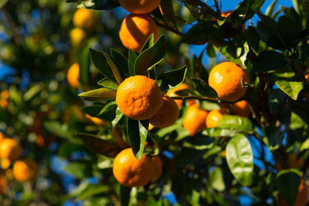 The branches of a tangerine tree with a large orange fruit and green leaves on background of blue skyの写真素材