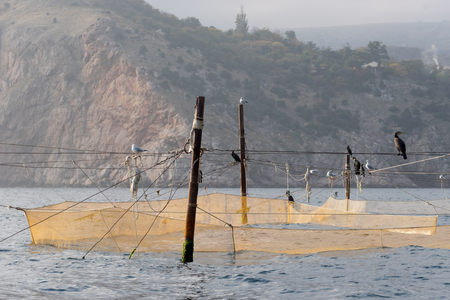 Yellow fishing nets sitting on them cormorants and gulls on the background of rocksの写真素材