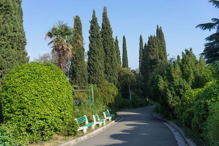 the path among green trees at Livadia Park in Crimeaの写真素材