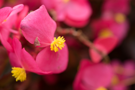 Pink floral background with flowers of begonia closeupの写真素材