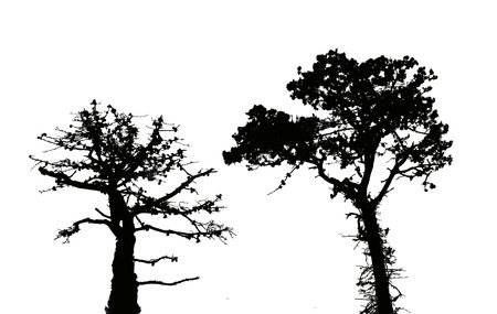 black silhouette of a pine tree on a white backgroundの写真素材