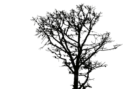 black silhouette of a pine tree on a white backgroundの写真素材