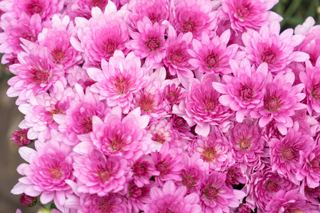 pink chrysanthemum flowers on blurred green background. Russia, Sochの写真素材