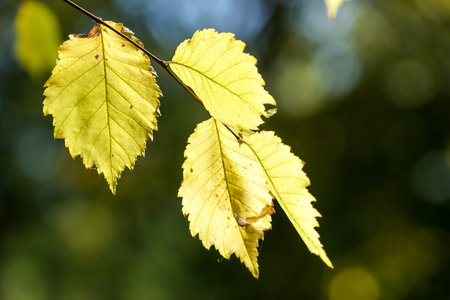 yellow leaves on a thin tree branch on blurred dark green background.