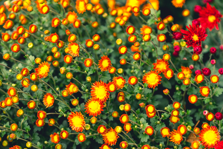 Bright floral background with lots of buds and flowers of chrysanthemums. Russia, Sochiの写真素材