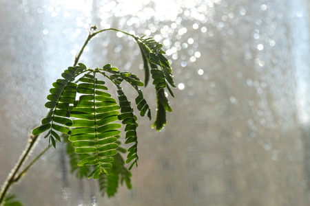 the leaves of the Mimosa fearful on blurry shiny background with light bokehの写真素材