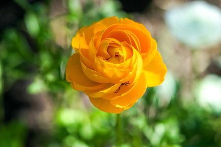 beautiful bright yellow garden poppy on blurred natural backgroundの写真素材