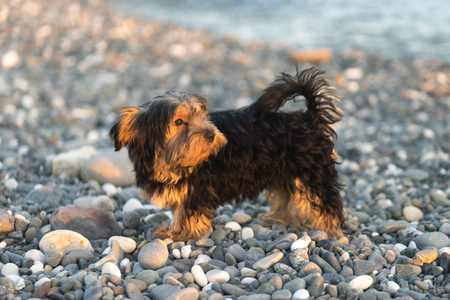 Small black and brown Yorkshire Terrier yakshinskiy on a background sea pebbles on the beach.の写真素材