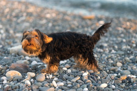 Small black and brown Yorkshire Terrier yakshinskiy on a background sea pebbles on the beach.の写真素材