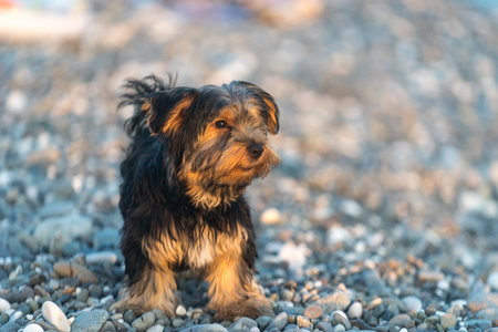 Small black and brown Yorkshire Terrier on a background sea pebbles on the beach.の写真素材