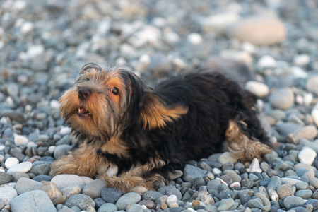 Small black and brown Yorkshire Terrier on a background sea pebbles on the beach.の写真素材