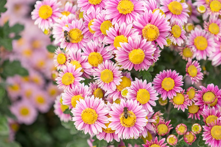 Floral background flower pink chrysanthemum in the garden bed.の写真素材