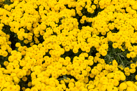 Floral background flower yellow chrysanthemums on the garden bed.の写真素材