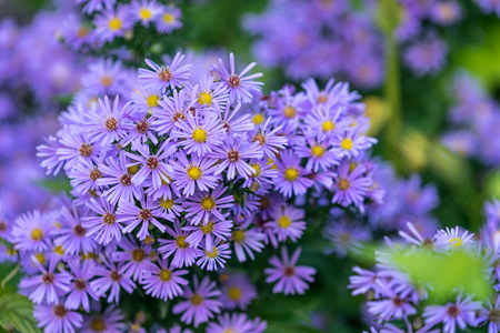 Sochi, Russia. September 24,2017. flowers Symphyotrichum novi-belgii purple color on blurred green background.の写真素材