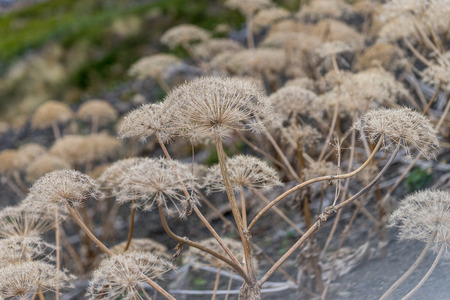 natural background with dry buds and branches of Heracleumの写真素材