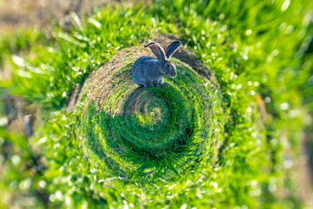 fluffy rabbits grazing on the lawn and eat the grassの写真素材
