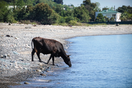 The natural landscape with the brown cow on the pebbly beach, drinking water out of a calm blue sea .の写真素材