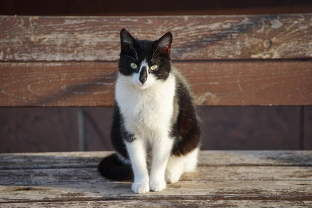 Black and white cat sitting on a wooden bench.の写真素材